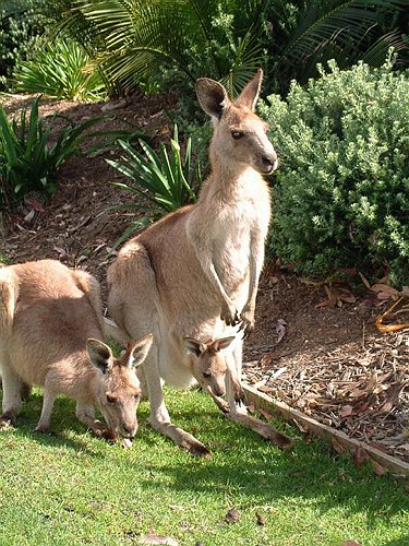 Bes&oslash;gende i vores have i et hus vi havde lejet med Leif og Vivi ved Depot beach syd for Sydney.<BR>