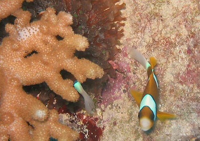  Nemo.....eller ihvertfald i familie.<BR>