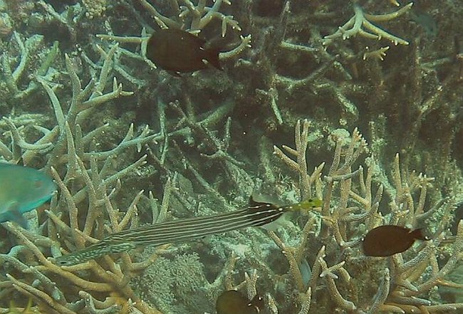  Trompet fisk. <br>P&aring; Great Barrier Reef er der genkendt mere end 2000 forskellige fiske arter, og nye bliver opdaget hvert &aring;r<BR>