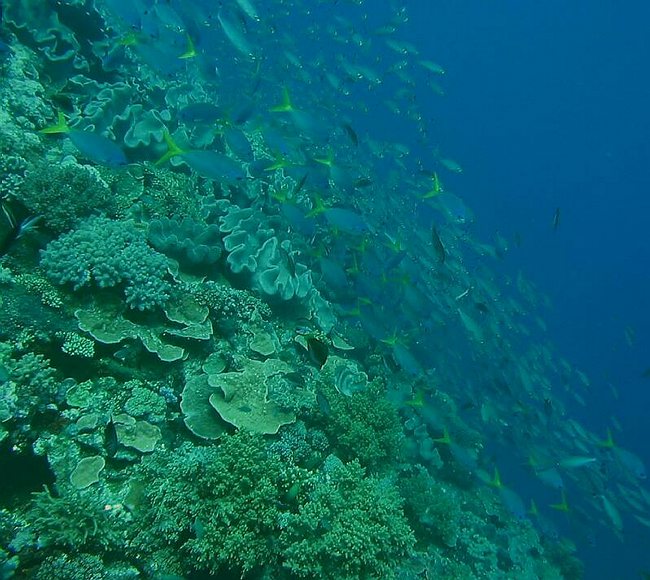  Der findes det hele, lige fra 3-4 meter hajer til k&aelig;mpe stimer af sm&aring;fisk.<BR>