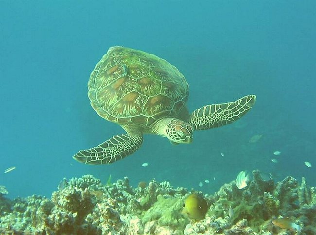  De kommer i de fleste st&oslash;relser, men hvis de form&aring;r at overleve de f&oslash;rste 20-30 &aring;r af deres levetid, s&aring; bliver de typisk ret gamle.<br>Vi s&aring; blandt andet nogle Green Turtles og Loggerheads, som var over 100 &aring;r gamle, og midst 1*1,5 meter over skjoldet - imponerende oplevelse.<BR>