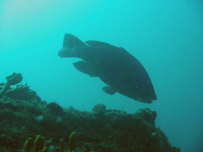  En af de lokale fisk - Eastern Blue Groper - som tit kommer s&aring; t&aelig;t at man kan ae den mens den sv&oslash;mmer omkring.<BR>