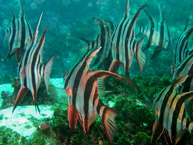  Flere lokale fisk af typen &quotEmpire Gladstone Fish&quot<BR>