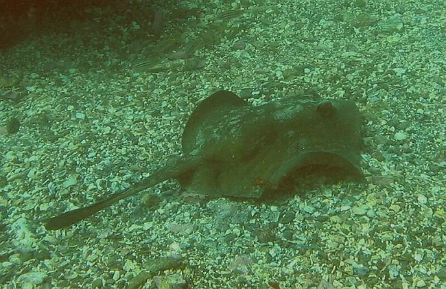  Stingray<BR>