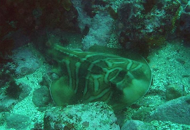  Shark ray, 1 af de 4 typer hajer vi ser her omkring.<BR>