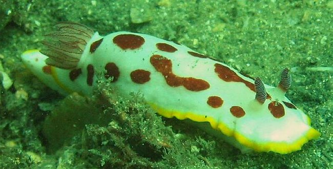  En Nudibranch....findes i hundredevis af udgaver....er ikke s&aelig;rlig store 1-10 cm men er som regel meget farverige.<BR>