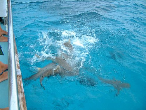 <%FWT_WIZARDTEXT%>