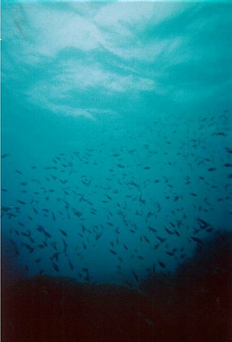 Tid til en dukkert. <br>2 dage med dykning p&aring; Great Barrier Reef.<BR>