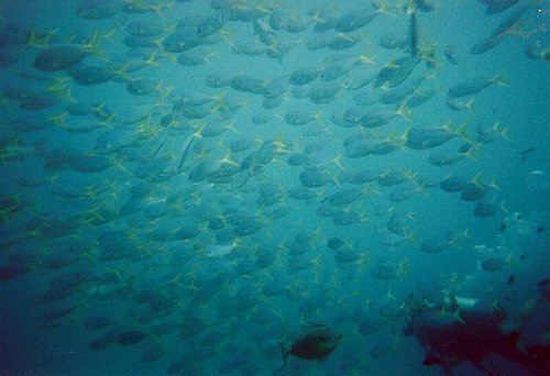 Masser af fisk, b&aring;de rokker, hajer, Nemoer, hummere.....<BR>