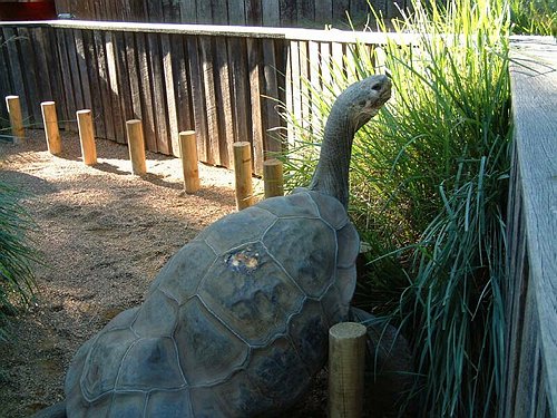 Skilpadder finder vi ogs&aring; p&aring; land, her i en dyrepark nord for Sydney.<BR>