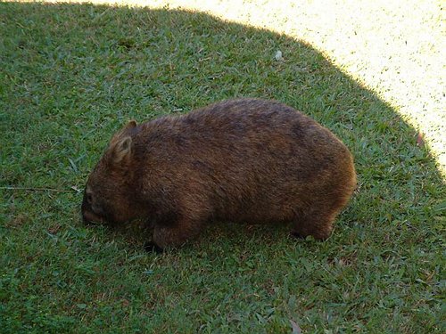S&aring; var der ogs&aring; mere venlig sindede dyr s&aring; som den Australske Wombat<BR>