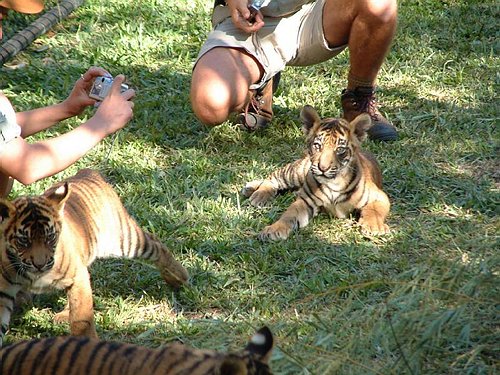 og Bengalske Tigre......meget s&oslash;de som sm&aring;!!!<BR>
