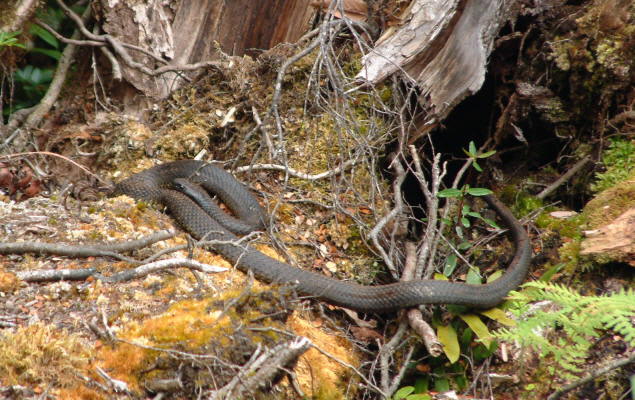Tigersnake, one of the most venemous snakes in Australia