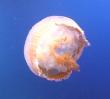 This is NOT a box jelly fish