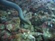 Saw 3 snakes with first 5 minutes on the Yongala